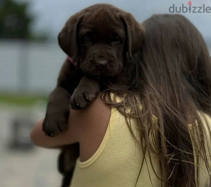Labrador chocolate puppy Male from Russia 1