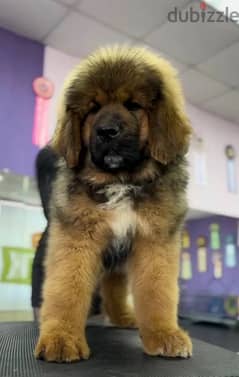 Tibetan mastiff Boy from Russia