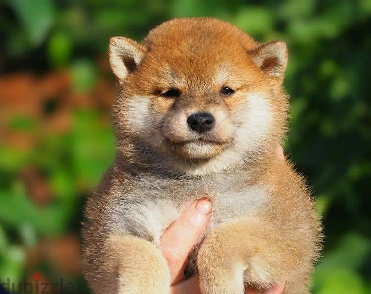 Shiba Inu puppy from Russia 0