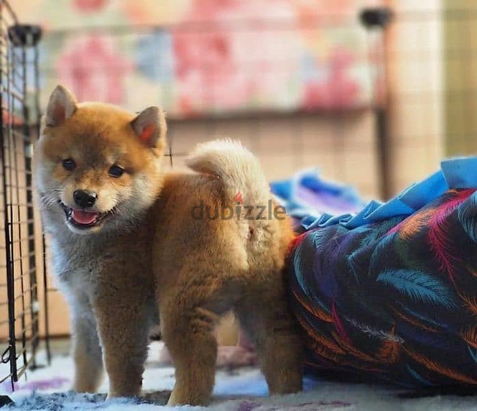 Shiba Inu puppy from Russia 1