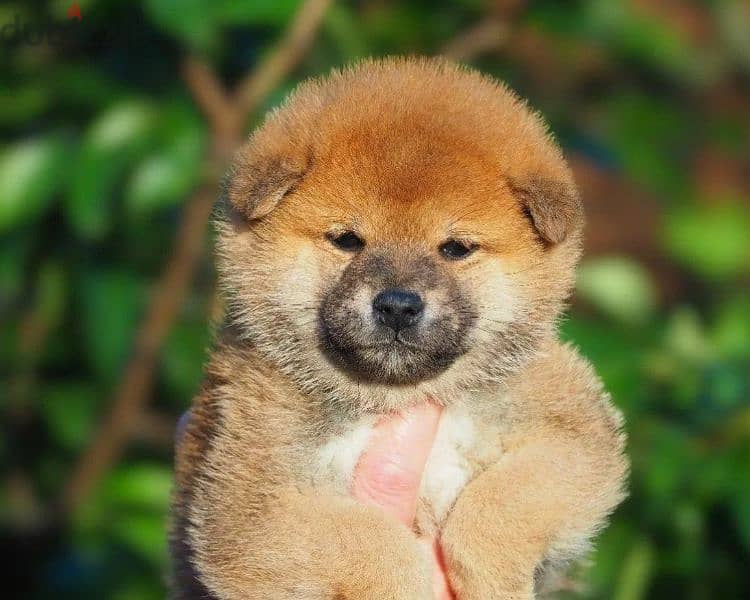 Shiba Inu puppy from Russia 2