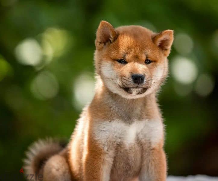 Shiba Inu puppy Male from Russia 0