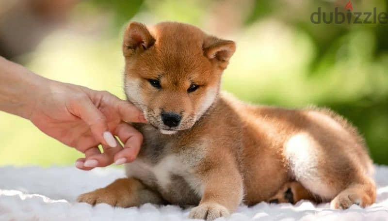 Shiba Inu puppy Male from Russia 1