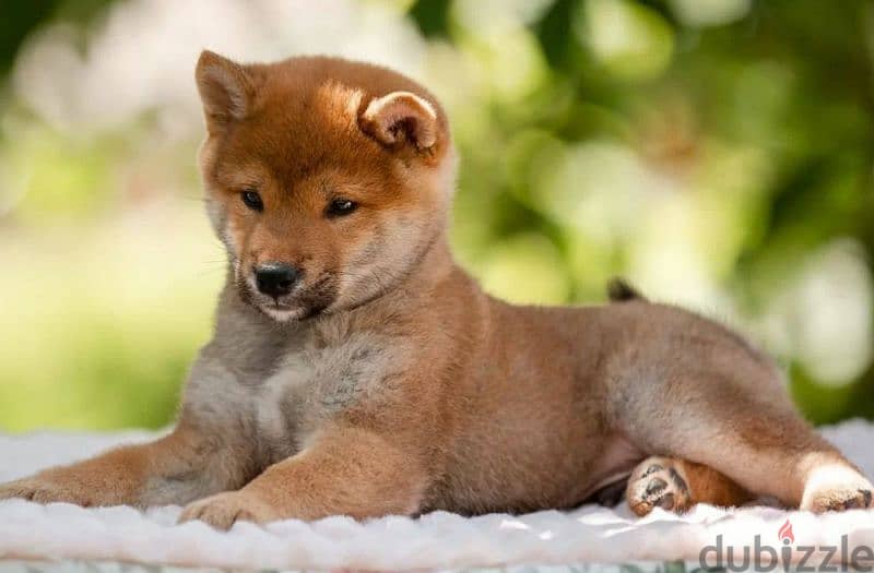 Shiba Inu puppy Male from Russia 2