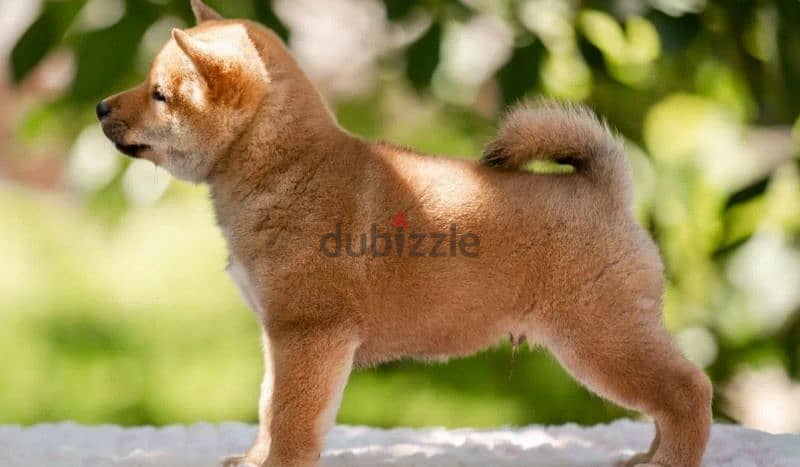 Shiba Inu puppy Male from Russia 3