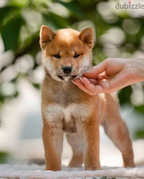 Shiba Inu puppy Male from Russia 4