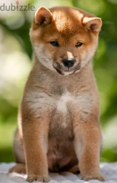 Shiba Inu puppy Male from Russia 5