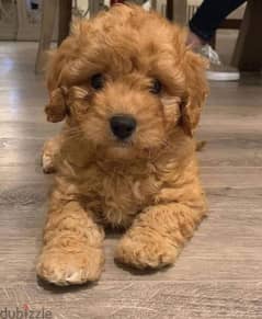 toy poodle puppy