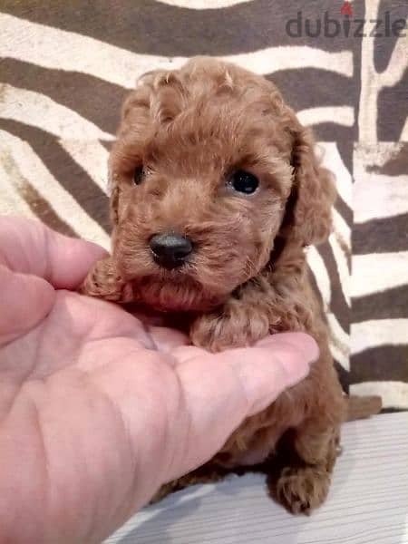 toy poodle puppy 1