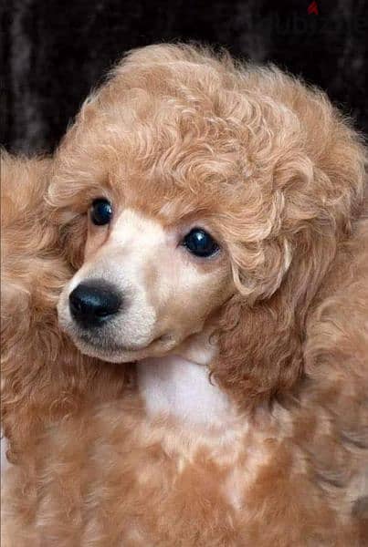 toy poodle puppy 2