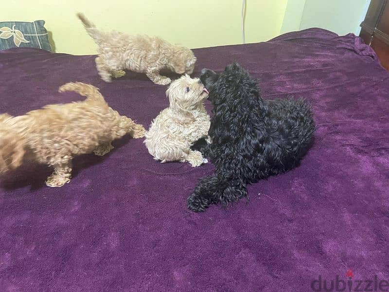 toy poodle puppy 3