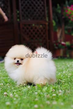 Pomeranian Dog for sale male top Quality