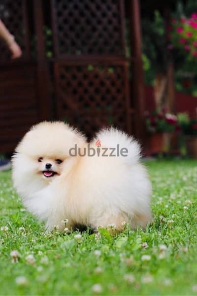 Pomeranian Dog for sale male top Quality 0