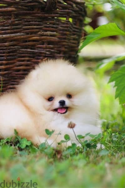 Pomeranian Dog for sale male top Quality 1