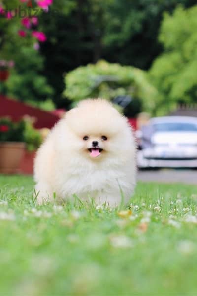 Pomeranian Dog for sale male top Quality 2