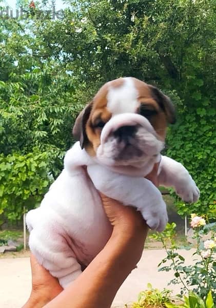 English Bulldog with Pedigree FCI 1