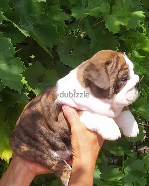 English Bulldog with Pedigree FCI 2