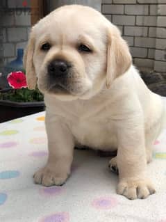 Labrador Dog With Pedigree FCI From Europe