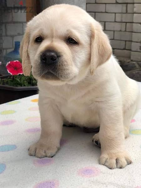 Labrador Dog With Pedigree FCI From Europe 0