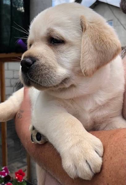 Labrador Dog With Pedigree FCI From Europe 1