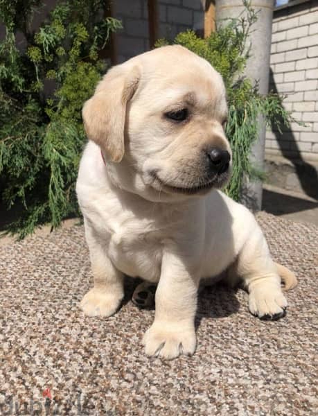 Labrador Dog With Pedigree FCI From Europe 2