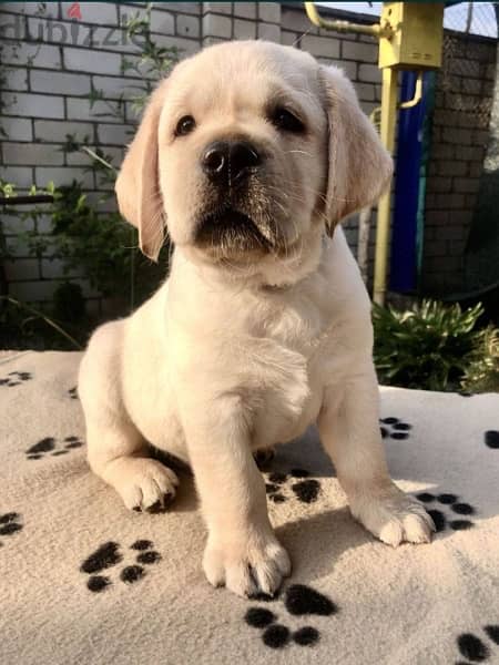 Labrador Dog With Pedigree FCI From Europe 3