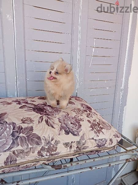 جراء Pomeranian 1