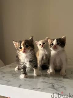 2 female, 1 male cats for adoption