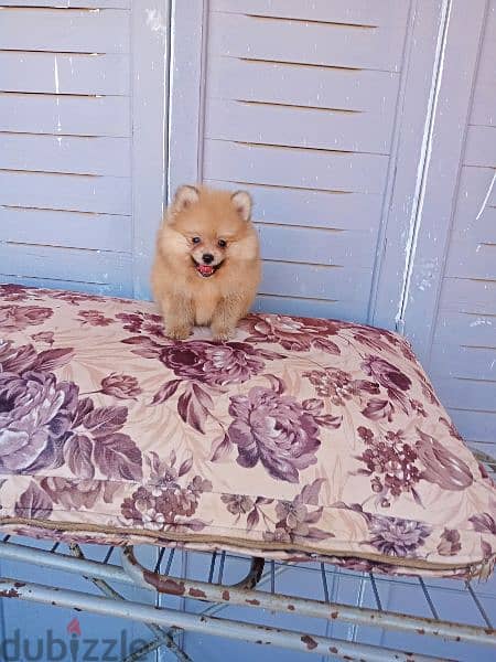 Pomeranian puppies 0