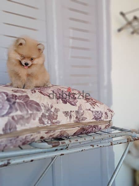 Pomeranian puppies 1