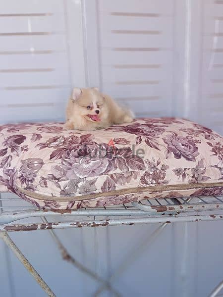 Pomeranian puppies 2