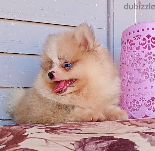 Pomeranian puppies 3