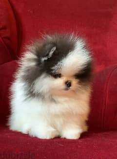 Pomeranian