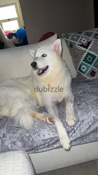 pure female white husky 1