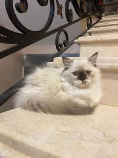 قطه هيمالايا فارسي عيون زرقاء 
    للتبني شرط حد ياخدها خلال ساعتين