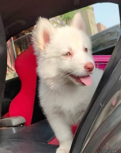 husky  white samoyed