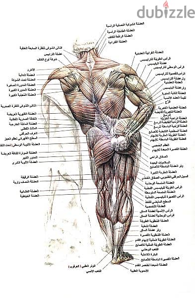 كتاب تشريح تدريب القوة PDF 1