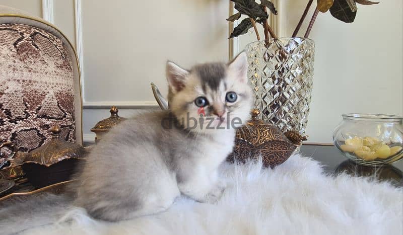 British Shorthair Silver Shaded 0