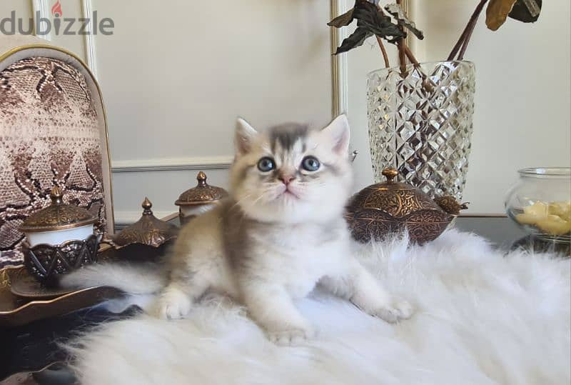 British Shorthair Silver Shaded 1