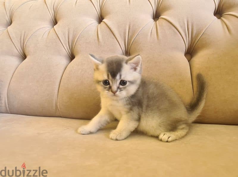 British Shorthair Silver Shaded 2