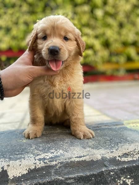 golden retriver puppies اجمل جراوي جولدن 0