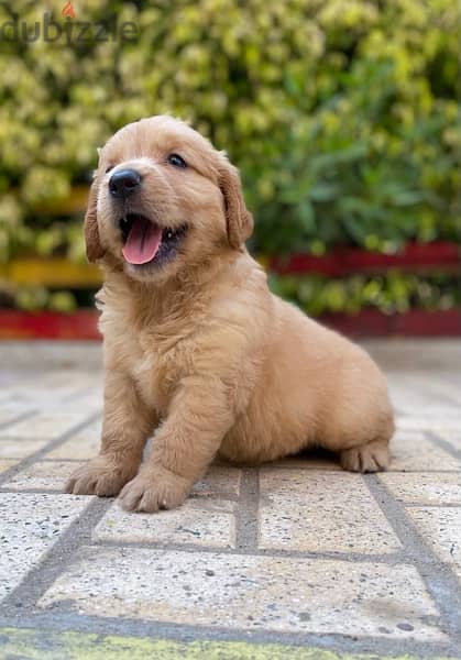 golden retriver puppies اجمل جراوي جولدن 1