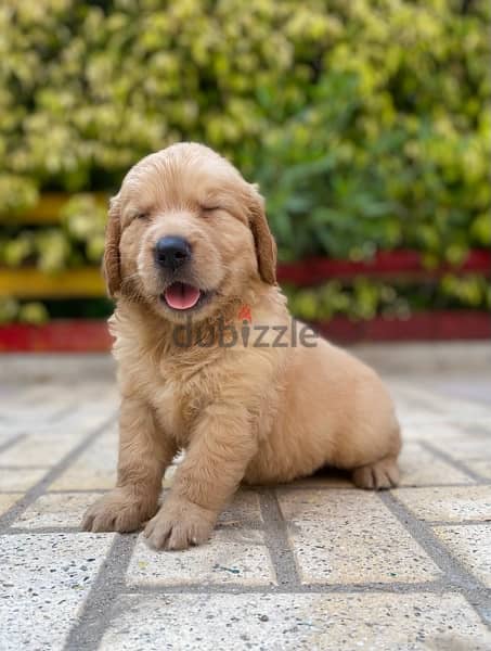 golden retriver puppies اجمل جراوي جولدن 2