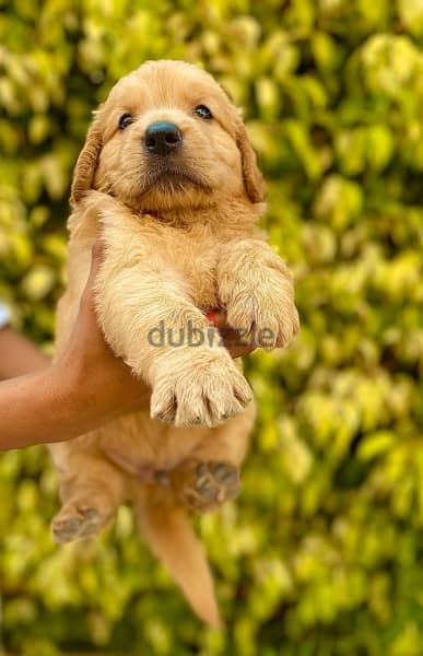 golden retriver puppies اجمل جراوي جولدن 3