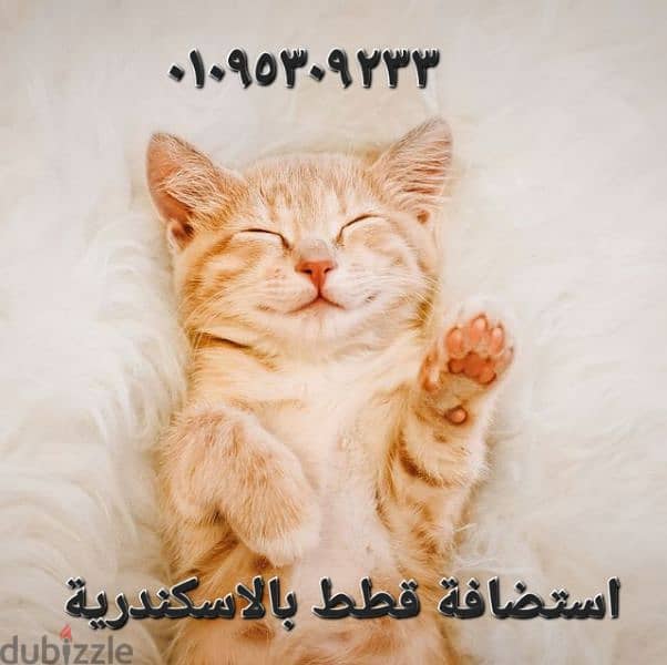 استضافه فندقية لل ولاقطط 0