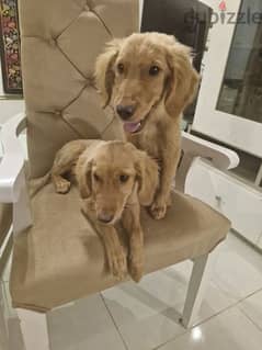 golden retriever puppy male&female