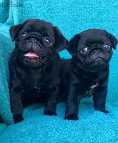 pug black بلاك بج