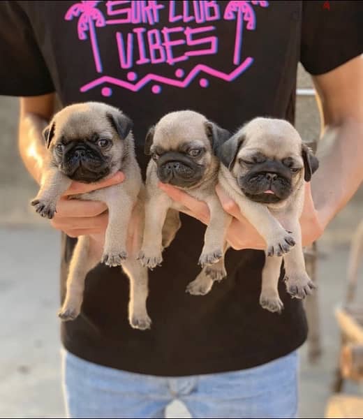 pug بج 0