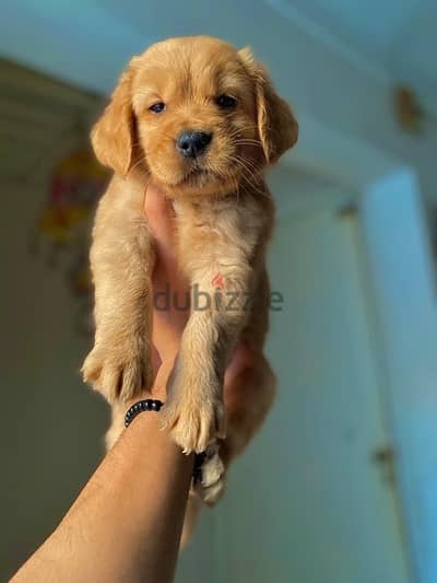 golden retriever جولدن ريتريفر