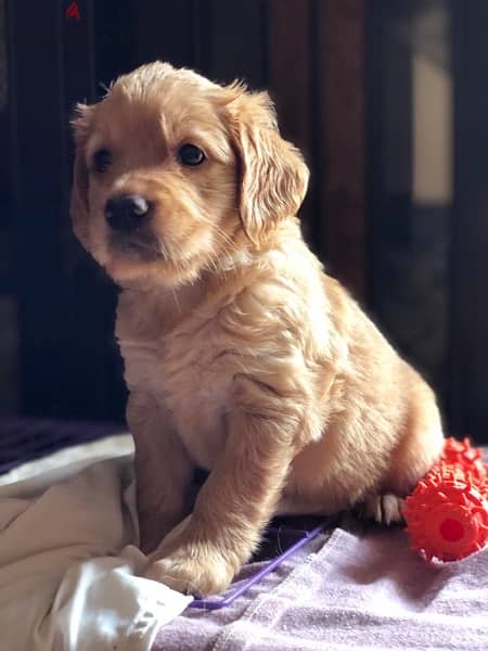 golden retriever جولدن ريتريفر 0